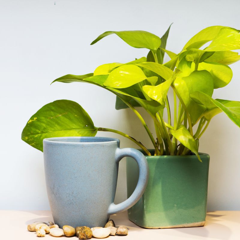 Rice Husk Coffee Mugs